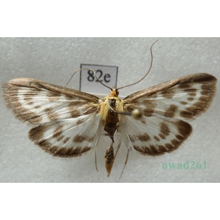 Anania hortulata (Linnaeus, 1758) Przezierka pokrzywianka Czech82e
